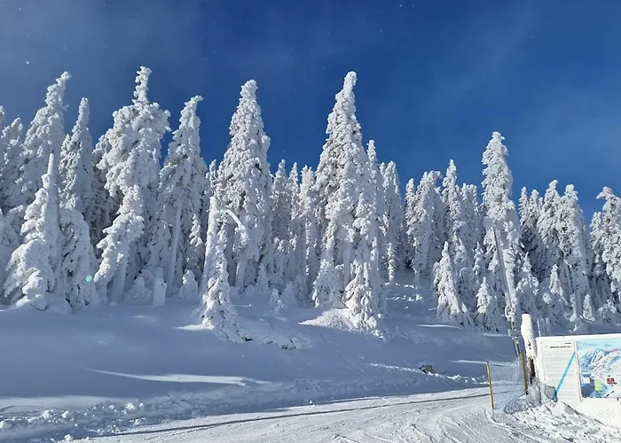 Daire - White Pearl - Biala Perla - Czarna Gora *